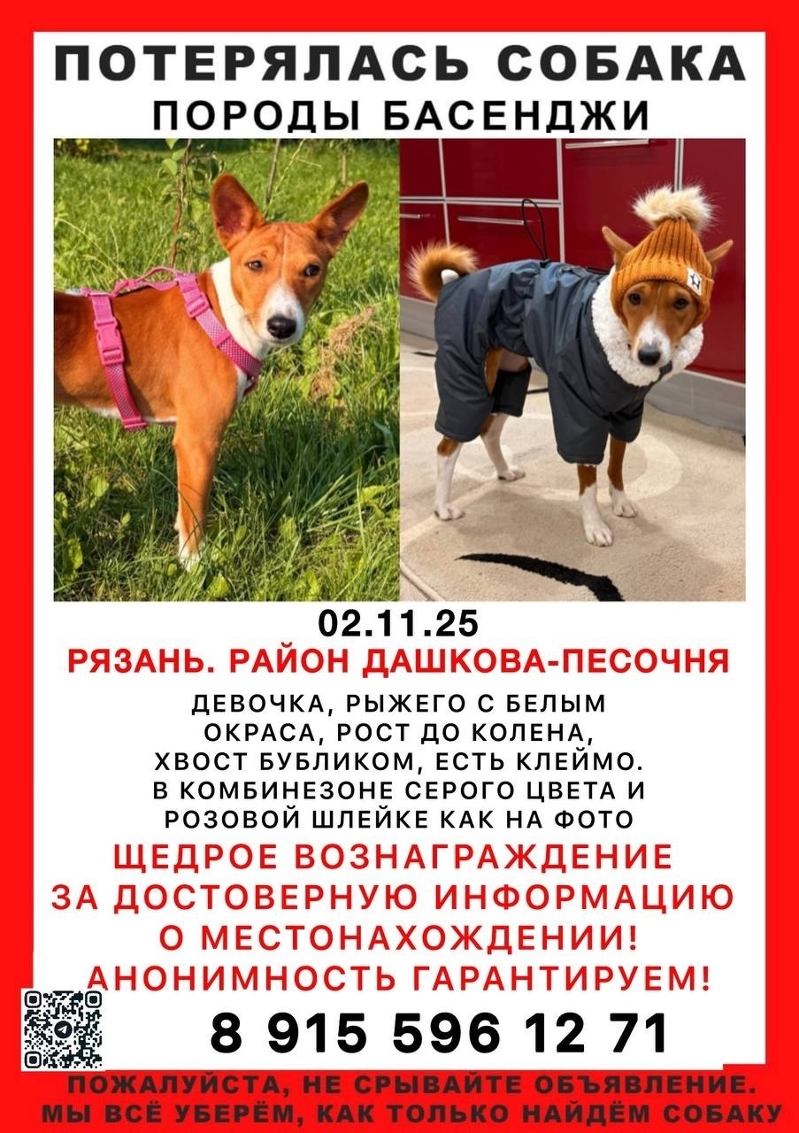 Найдена собака в Хабаровске — фото объявления