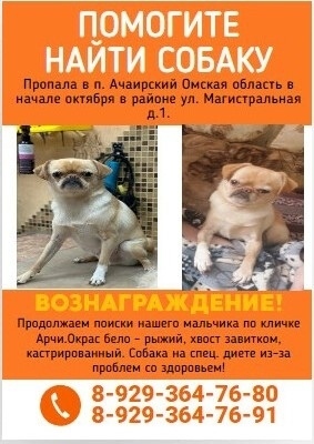 Найдена собака в Хабаровске — фото объявления