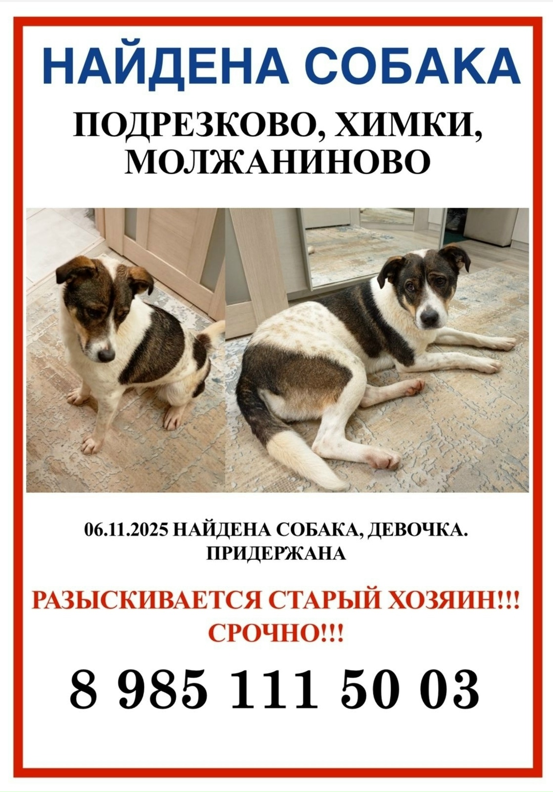 Найдена собака в Хабаровске — фото объявления