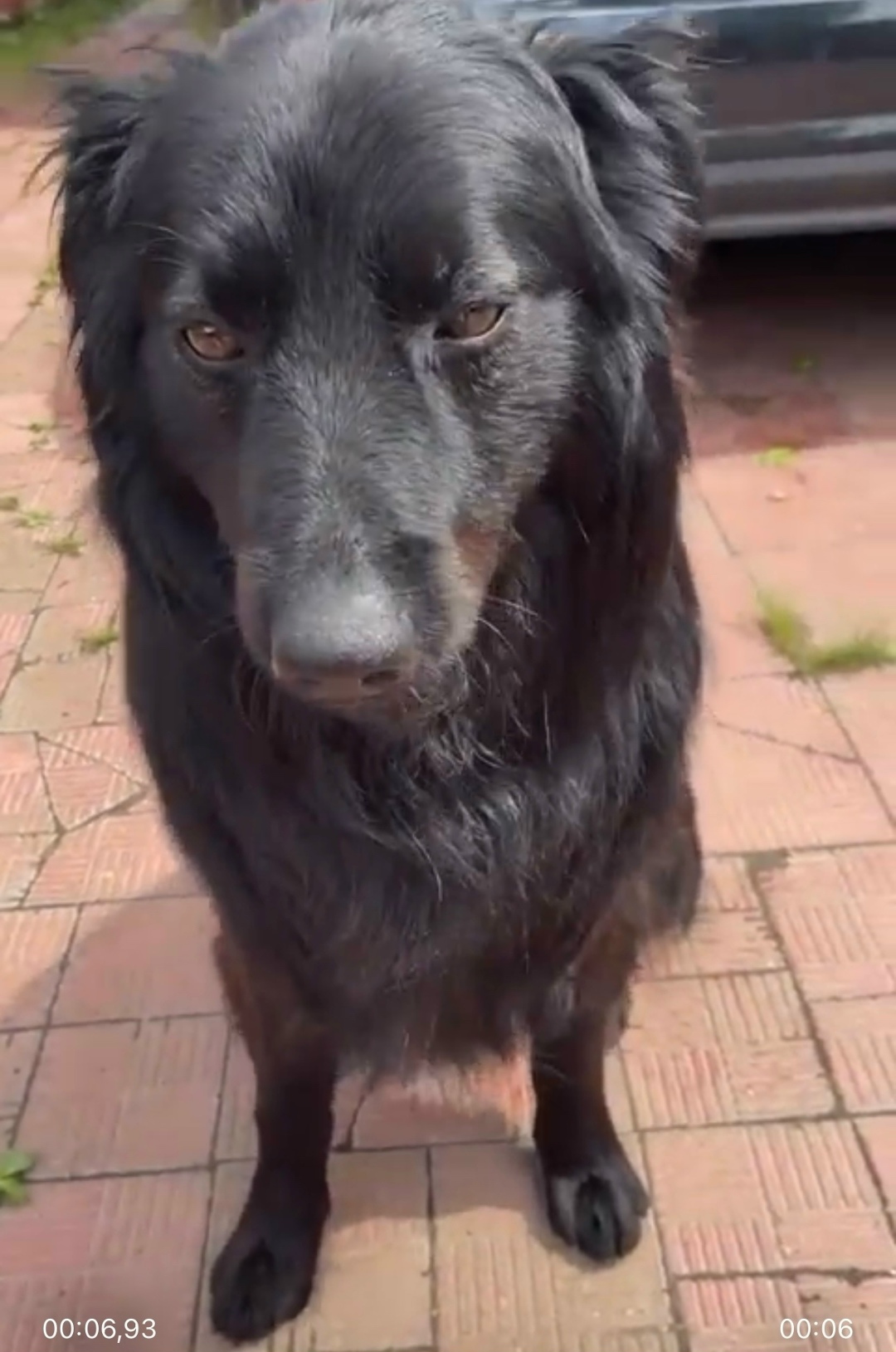 Найдена собака в Хабаровске — фото объявления