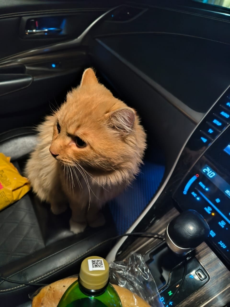 Найдена кошка в Хабаровске — фото объявления