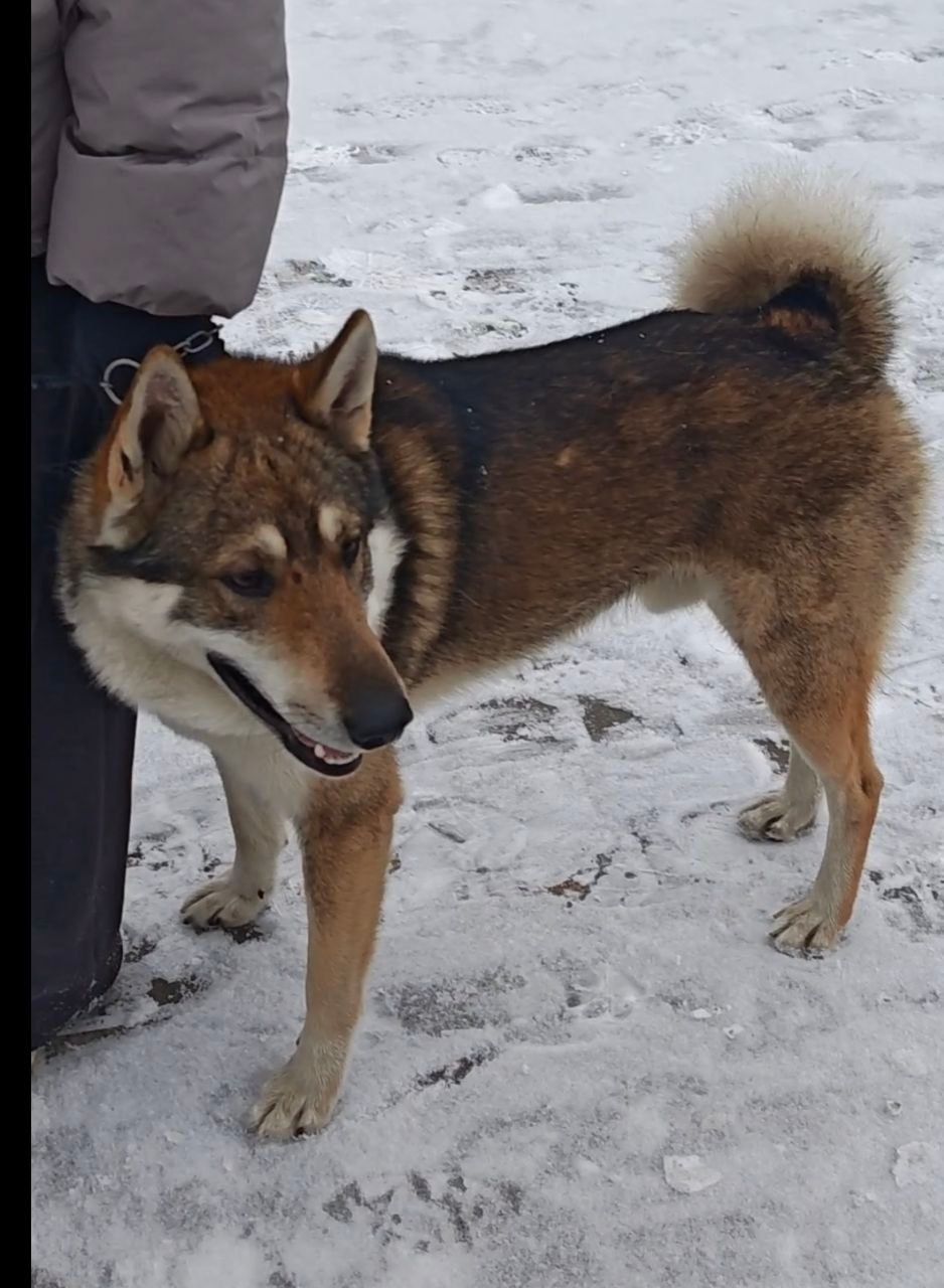 Пропала собака в Хабаровске — фото объявления