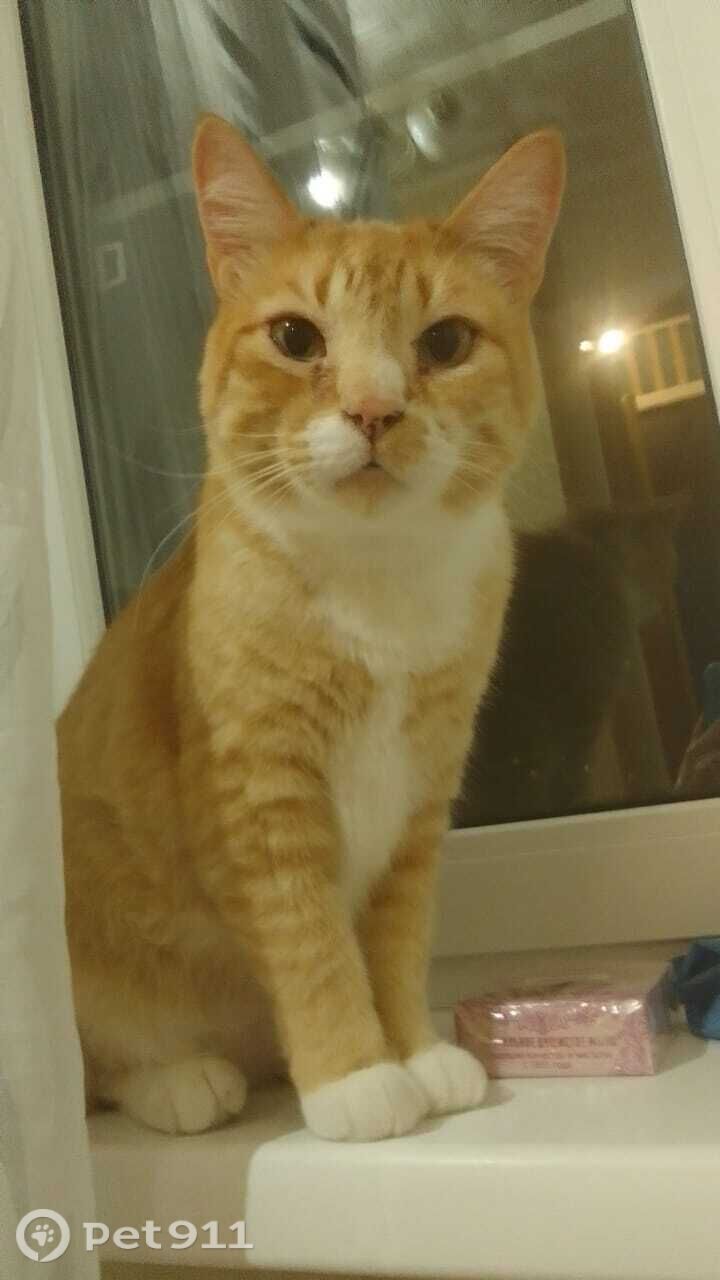 Пропала кошка в Хабаровске — фото объявления