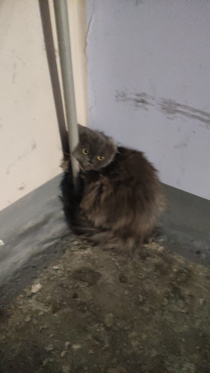 Найдена кошка в Хабаровске — фото объявления