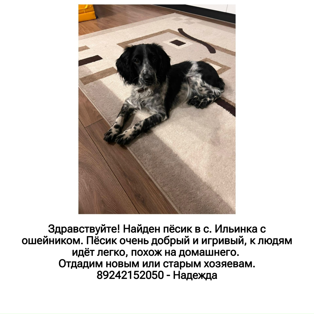 Найдена собака в Хабаровске — фото объявления