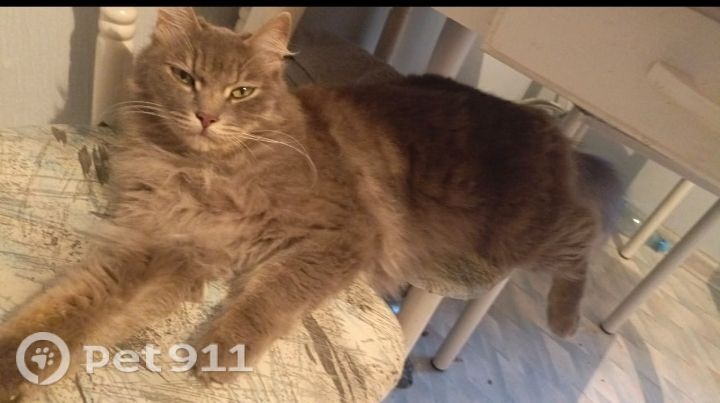 Пропала кошка в Хабаровске — фото объявления