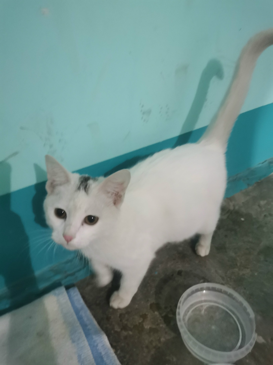 Найдена кошка в Хабаровске — фото объявления