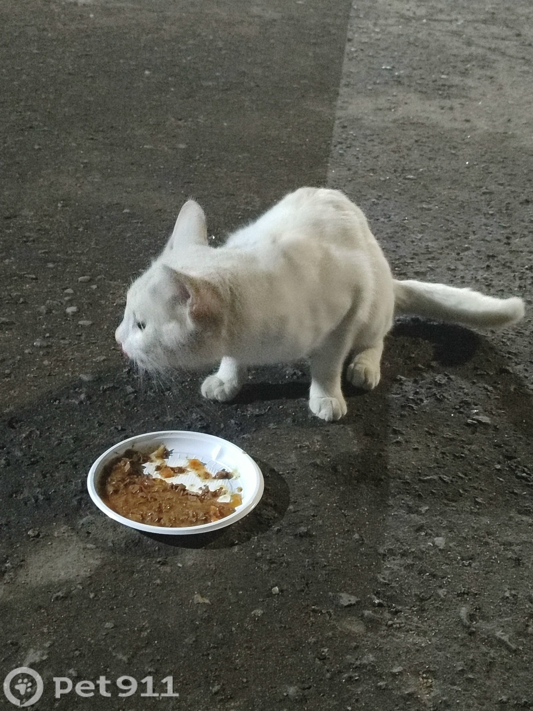 Найдена кошка в Хабаровске — фото объявления