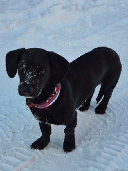 Найдена собака в Хабаровске — фото объявления