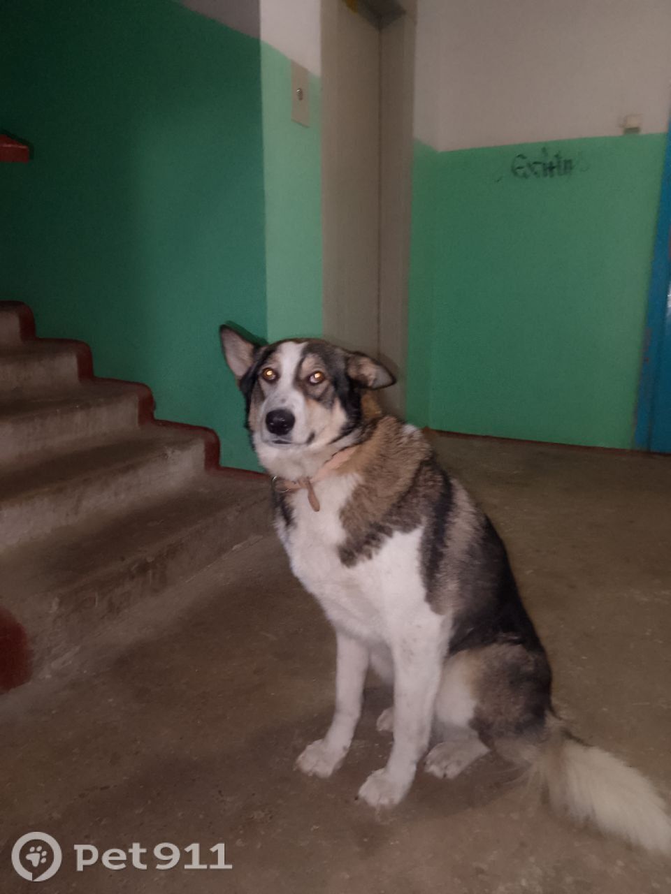 Найдена собака в Хабаровске — фото объявления