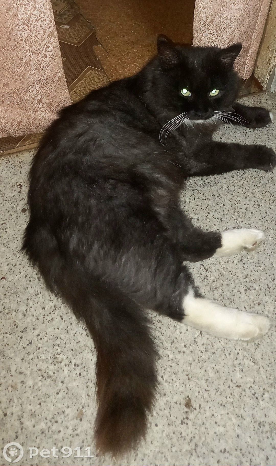 Пропала кошка в Хабаровске — фото объявления