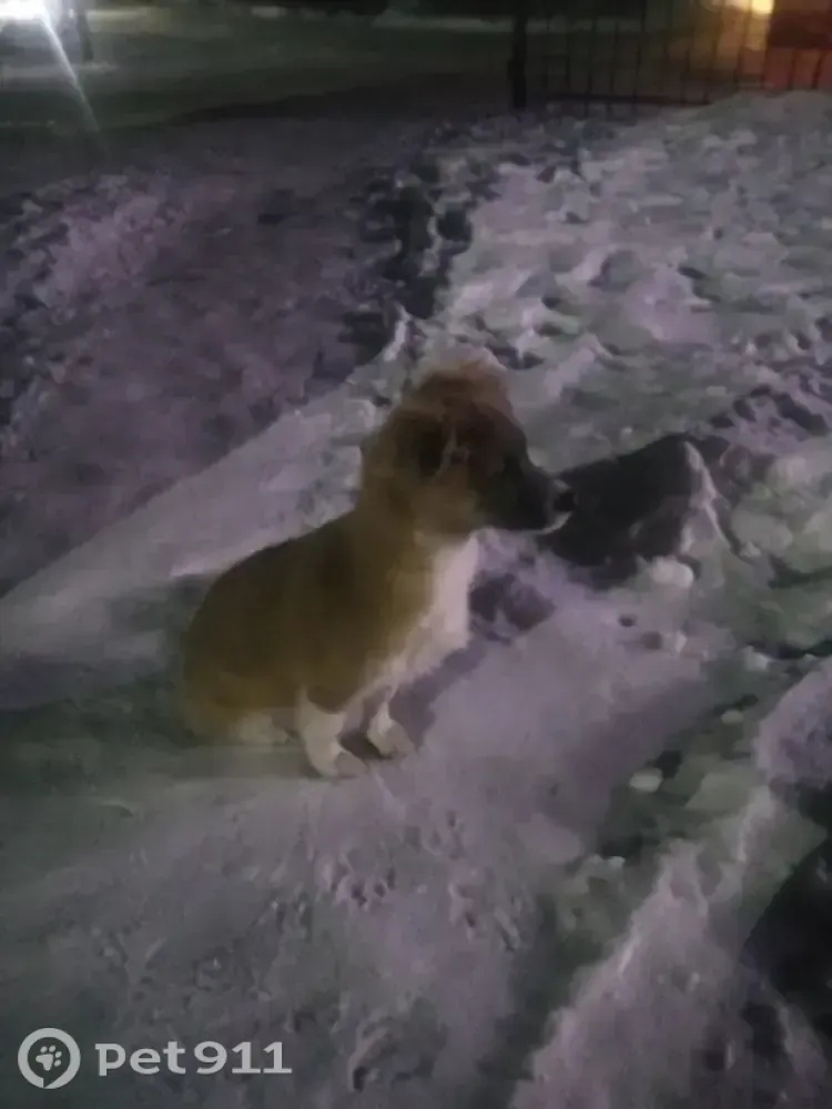 Найдена собака в Хабаровске — фото объявления