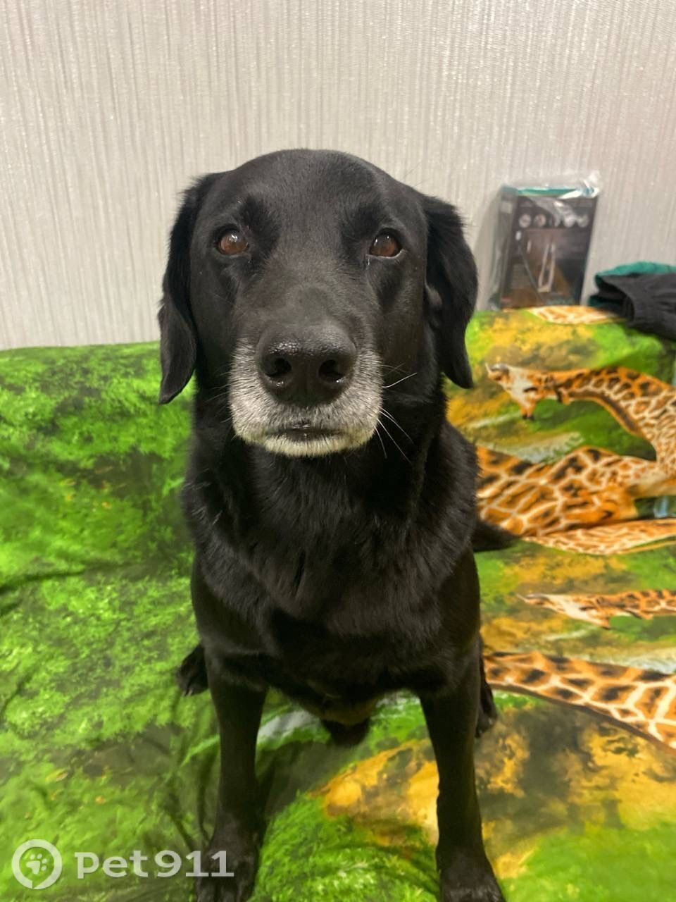 Пропала собака в Хабаровске — фото объявления