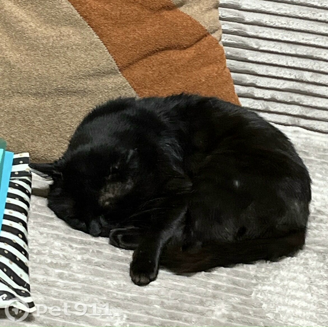 Пропала кошка в Хабаровске — фото объявления