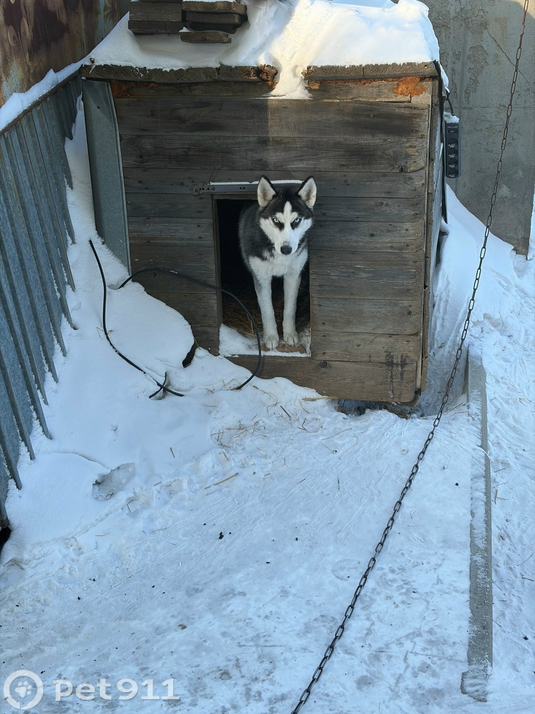 Найдена собака в Хабаровске — фото объявления