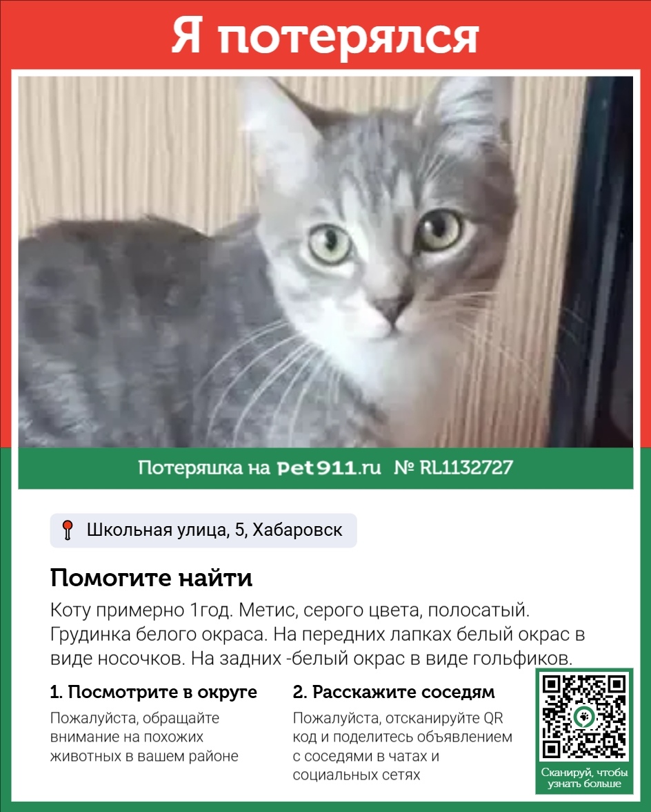 Пропала кошка в Хабаровске — фото объявления