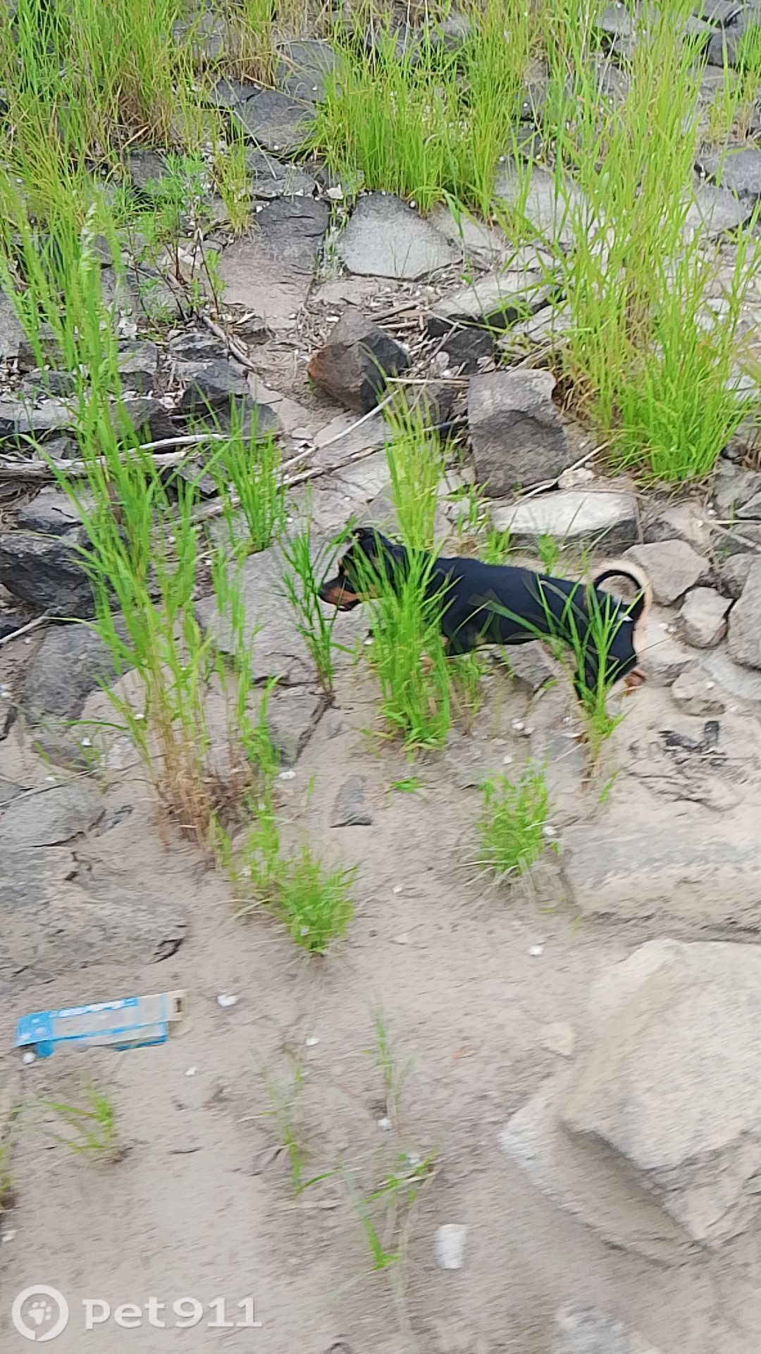 Пропала собака в Хабаровске — фото объявления