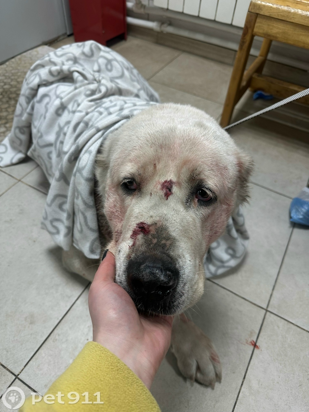 Найдена собака в Хабаровске — фото объявления