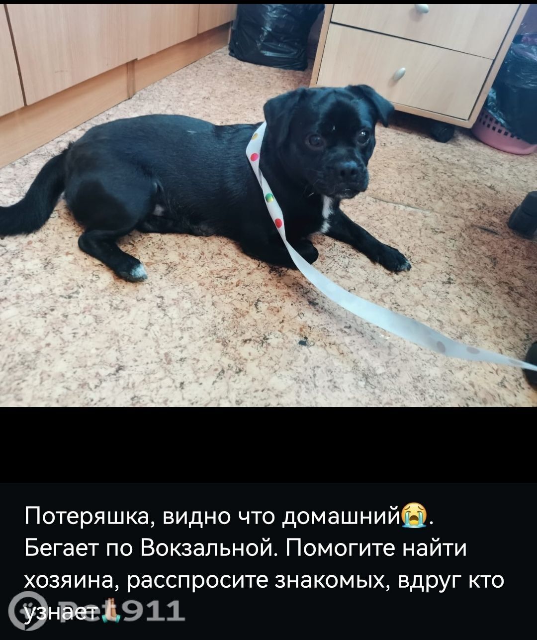 Найдена собака в Хабаровске — фото объявления