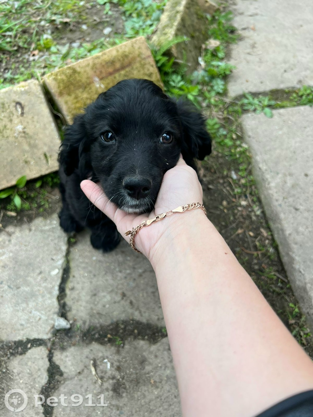 Пропала собака в Хабаровске — фото объявления