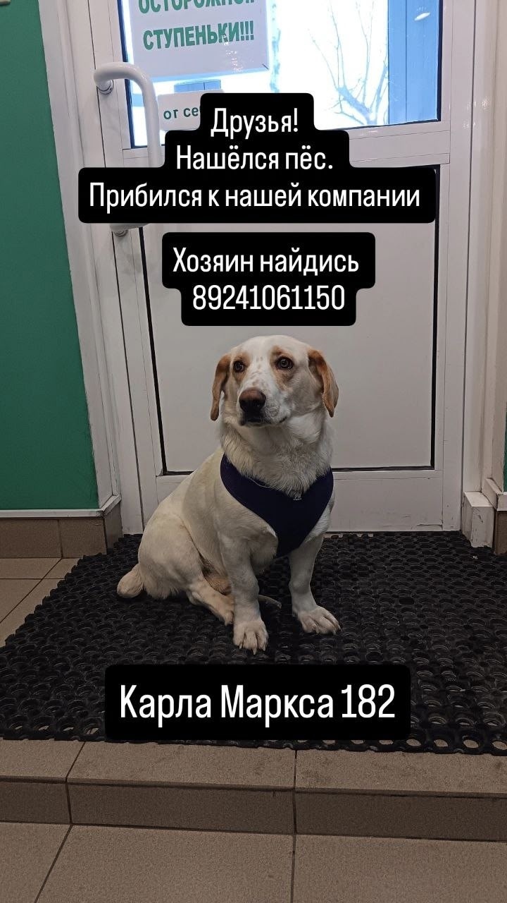 Найдена собака в Хабаровске — фото объявления