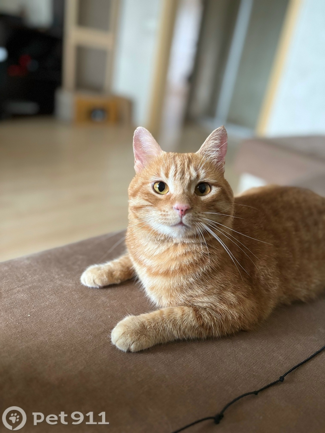 Пропала кошка в Хабаровске — фото объявления