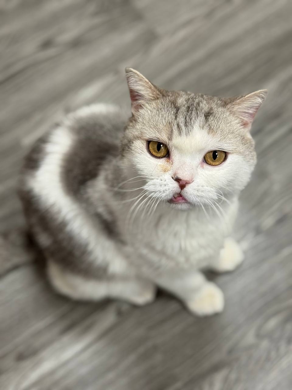 Найдена кошка в Хабаровске — фото объявления