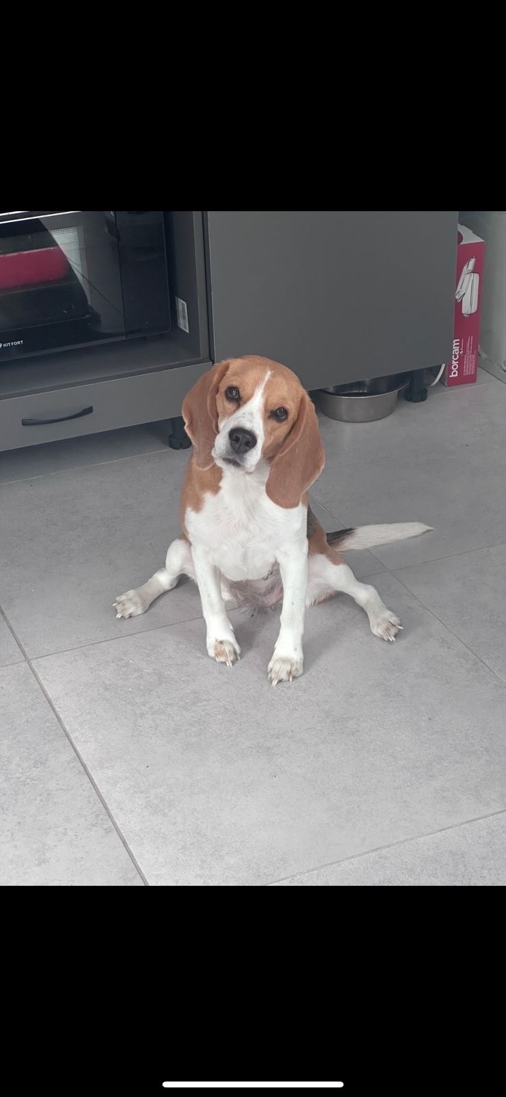 Пропала собака в Хабаровске — фото объявления