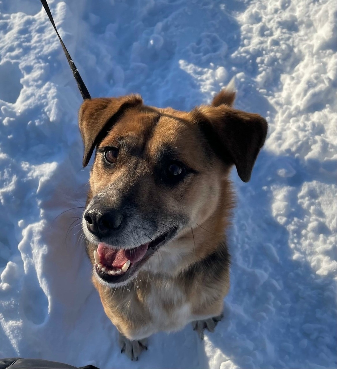 Найдена собака в Хабаровске — фото объявления