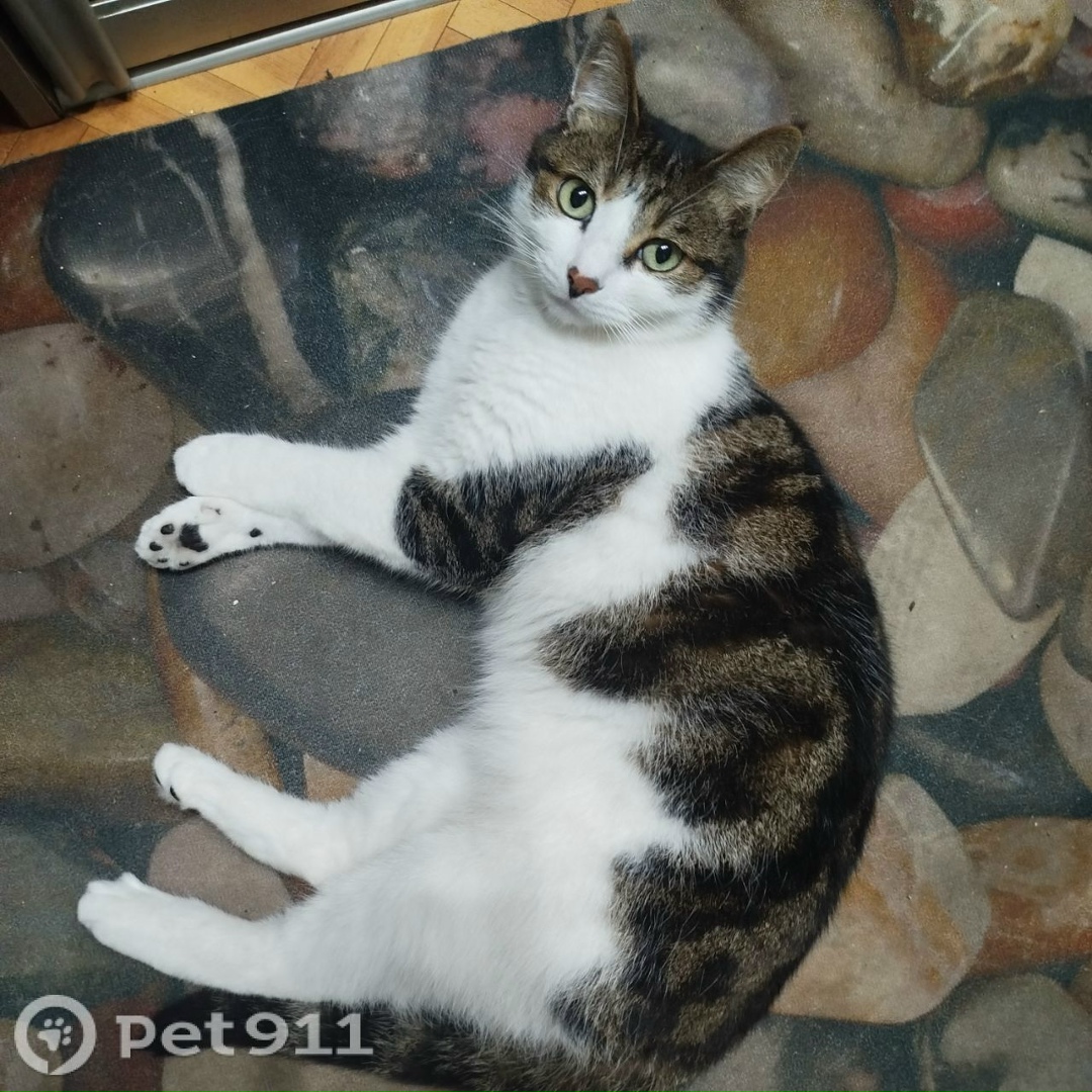 Пропала кошка в Хабаровске — фото объявления