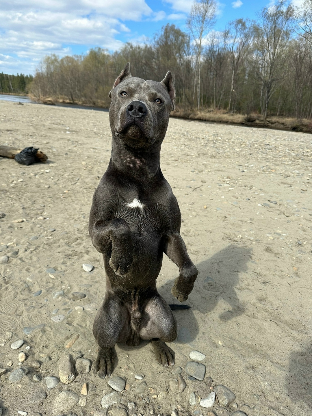 Пропала собака в Хабаровске — фото объявления