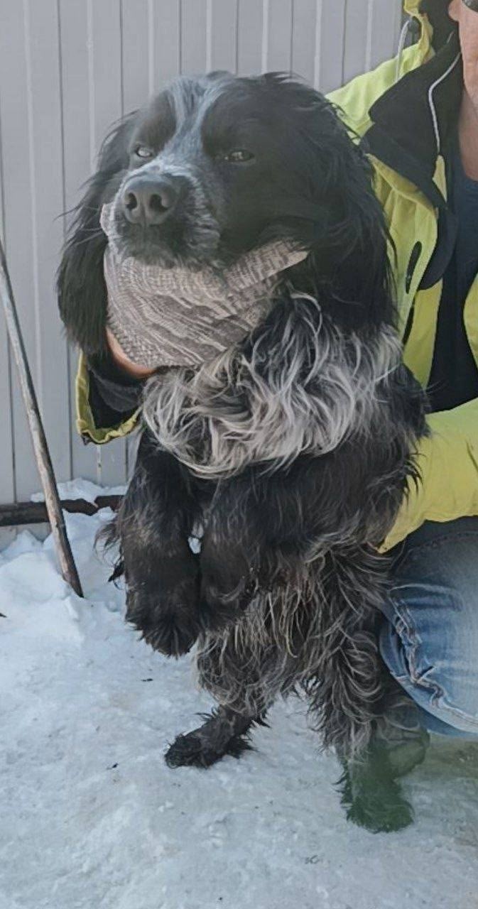 Найдена собака в Хабаровске — фото объявления