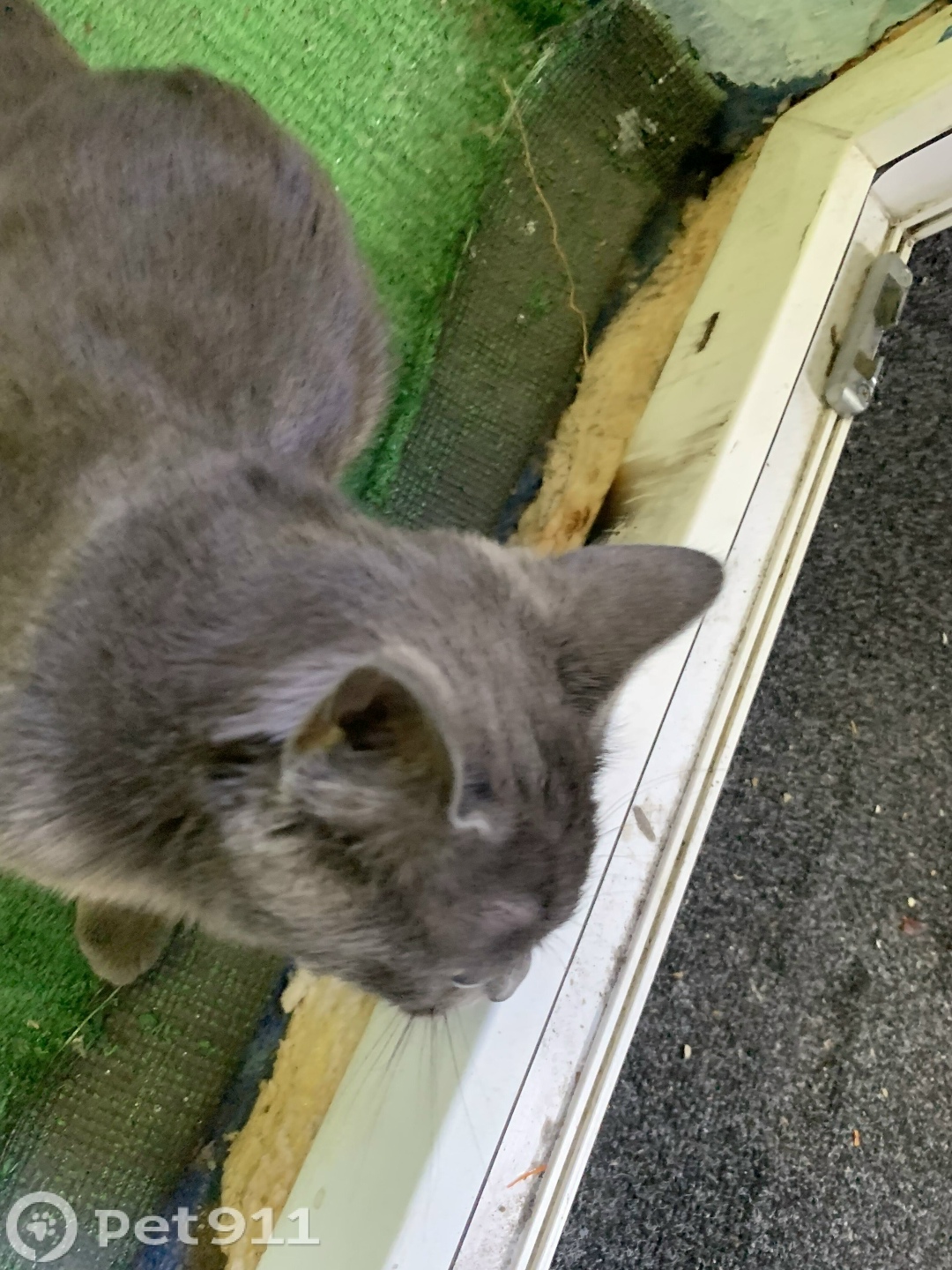 Пропала кошка в Хабаровске — фото объявления