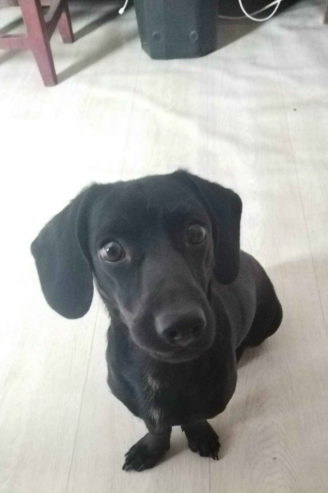 Найдена собака в Хабаровске — фото объявления