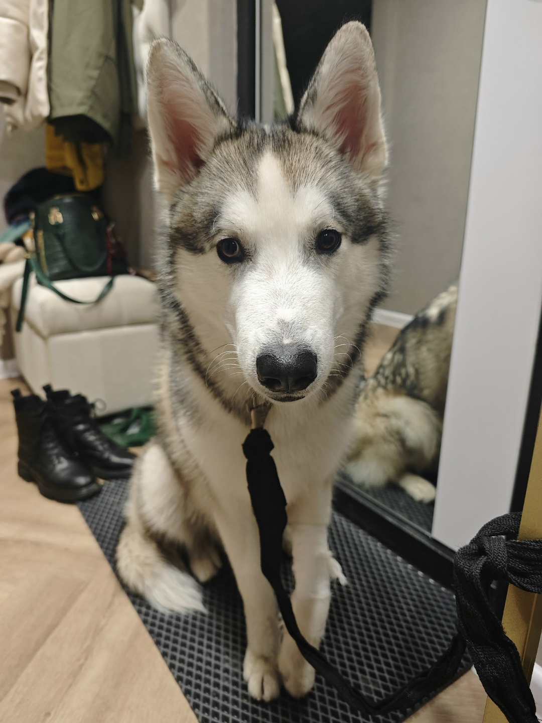 Найдена собака в Хабаровске — фото объявления