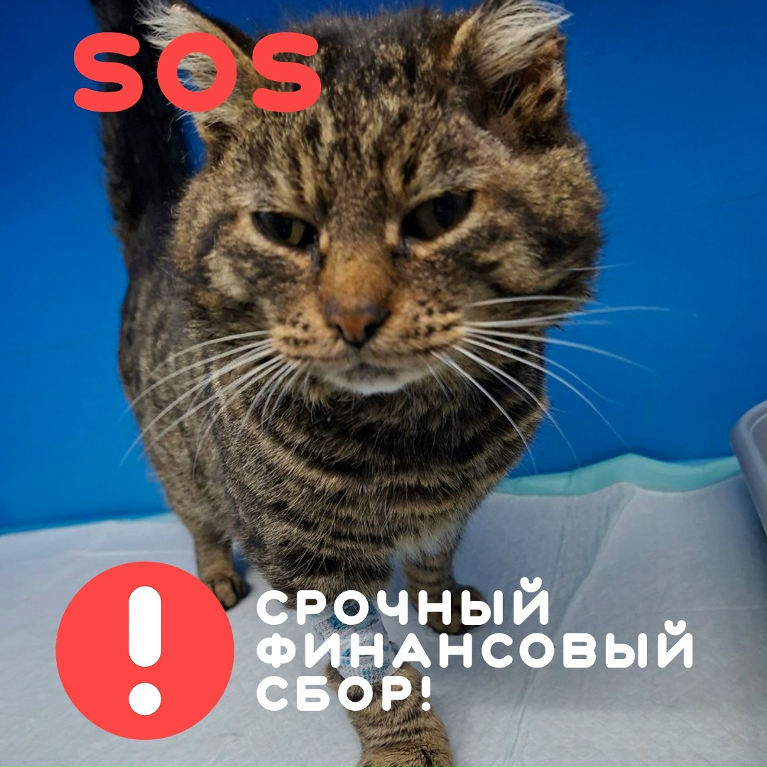 Найдена собака в Хабаровске — фото объявления