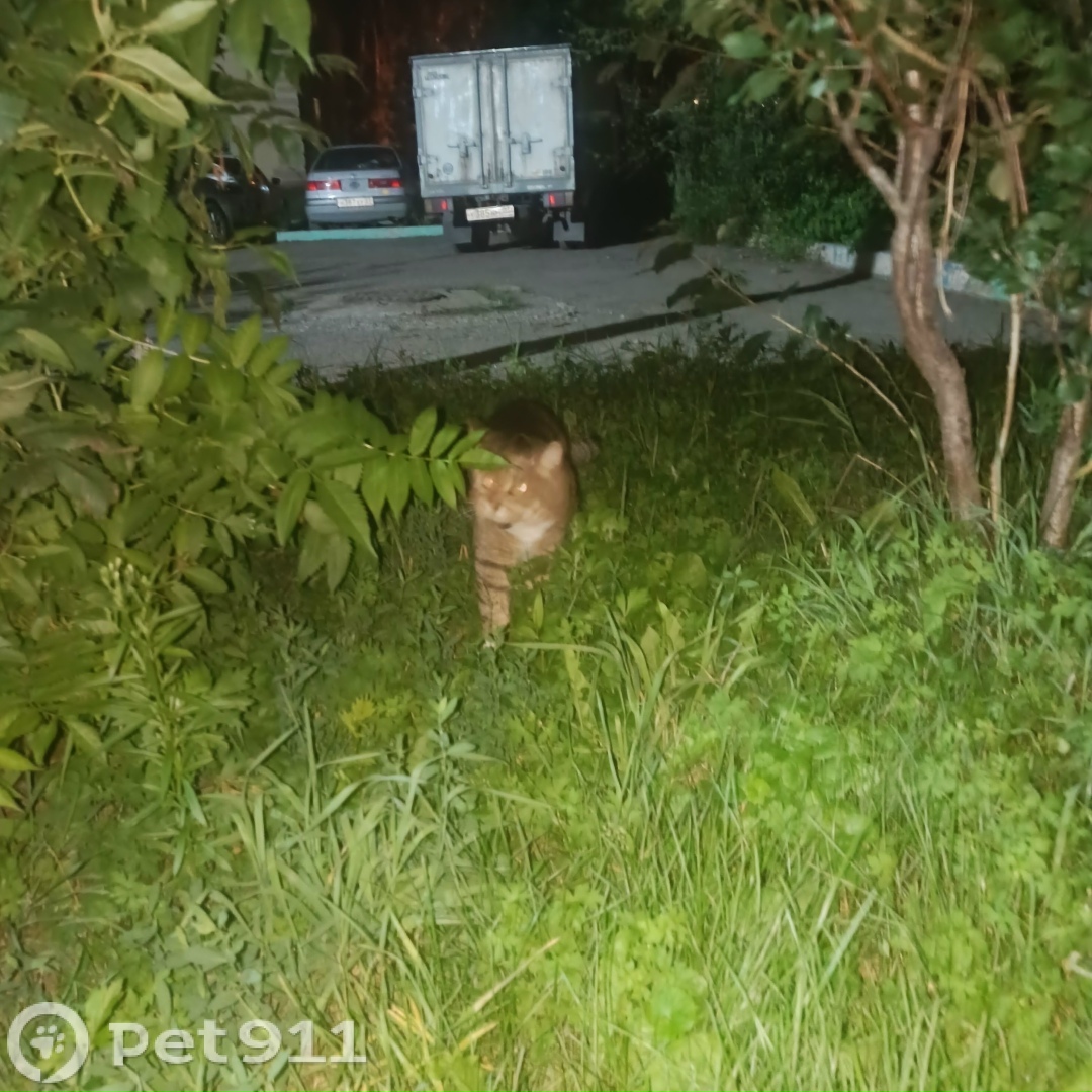 Найдена кошка в Хабаровске — фото объявления