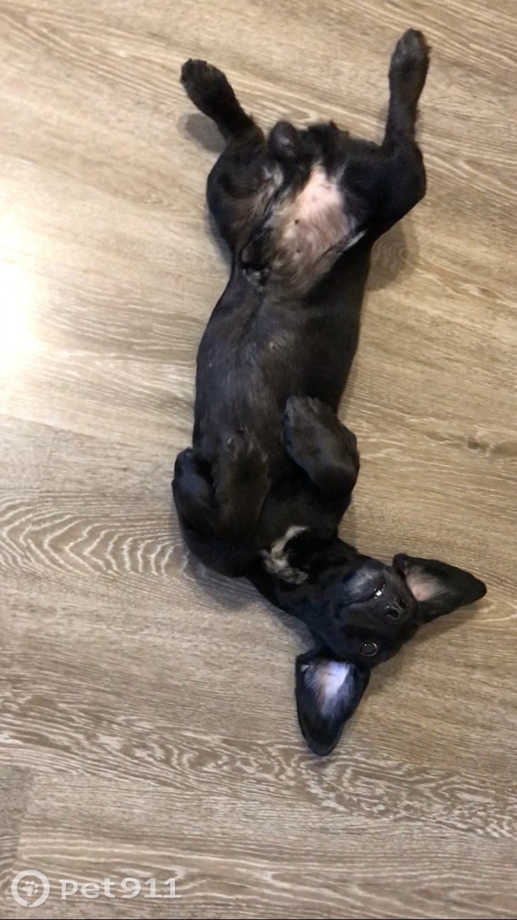 Найдена собака в Хабаровске — фото объявления