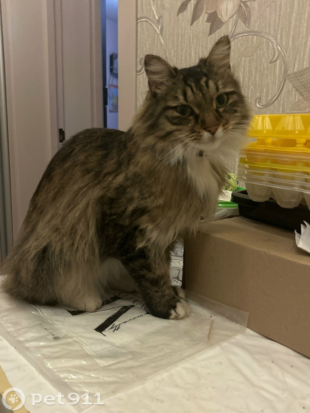 Пропала кошка в Хабаровске — фото объявления