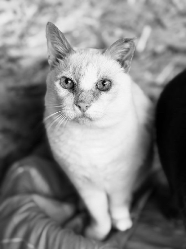 Найдена собака в Хабаровске — фото объявления