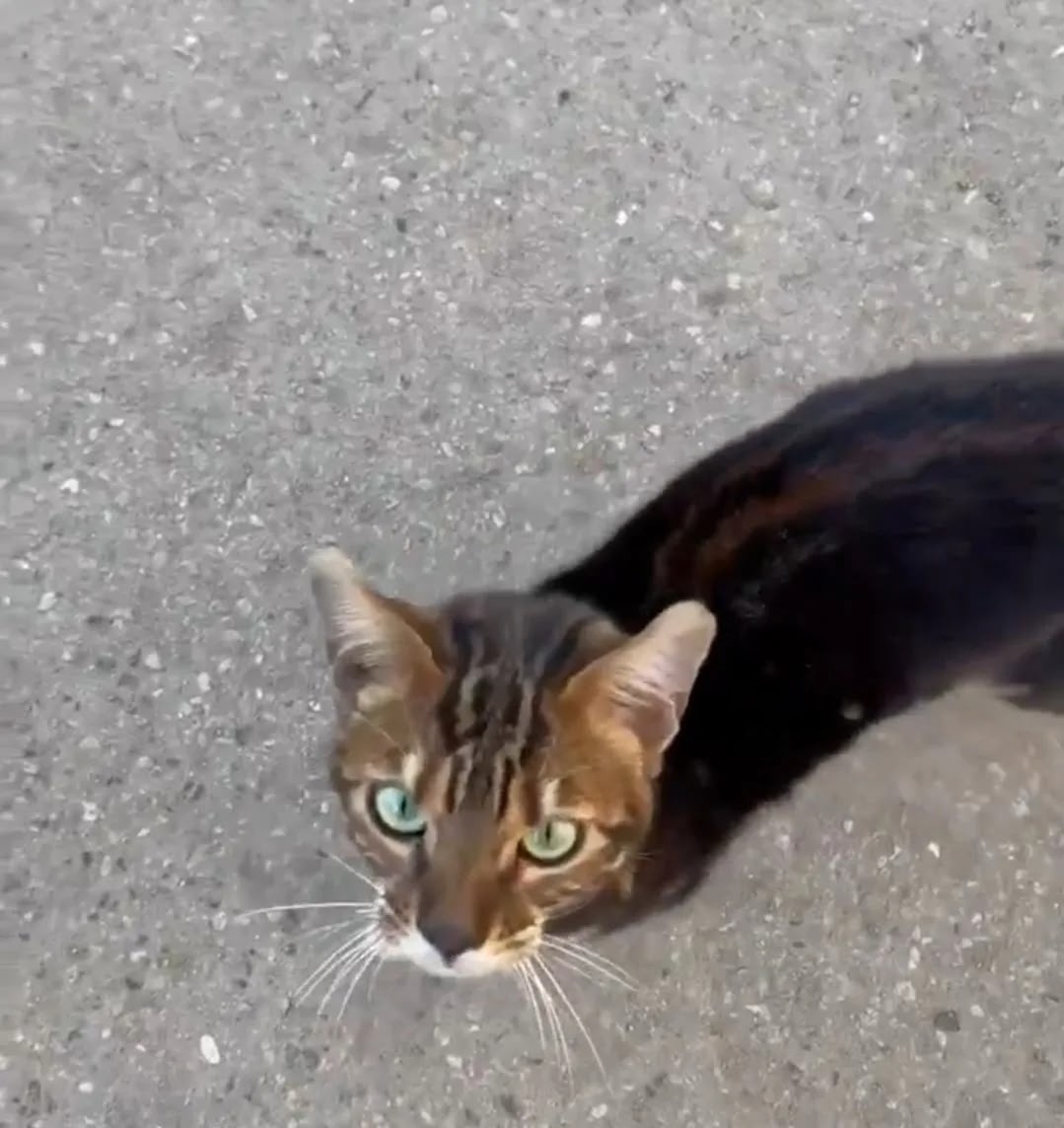 Найдена кошка в Хабаровске — фото объявления