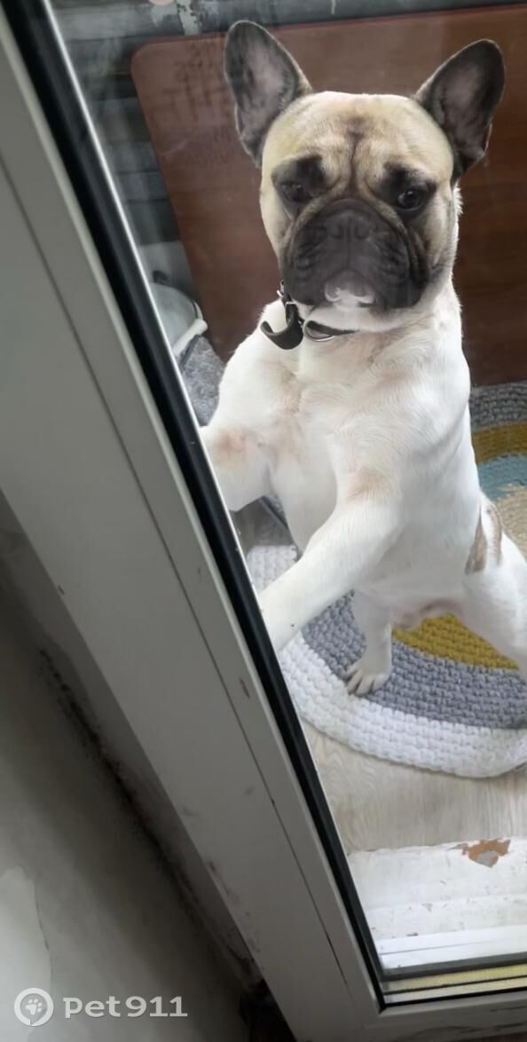 Пропала собака в Хабаровске — фото объявления