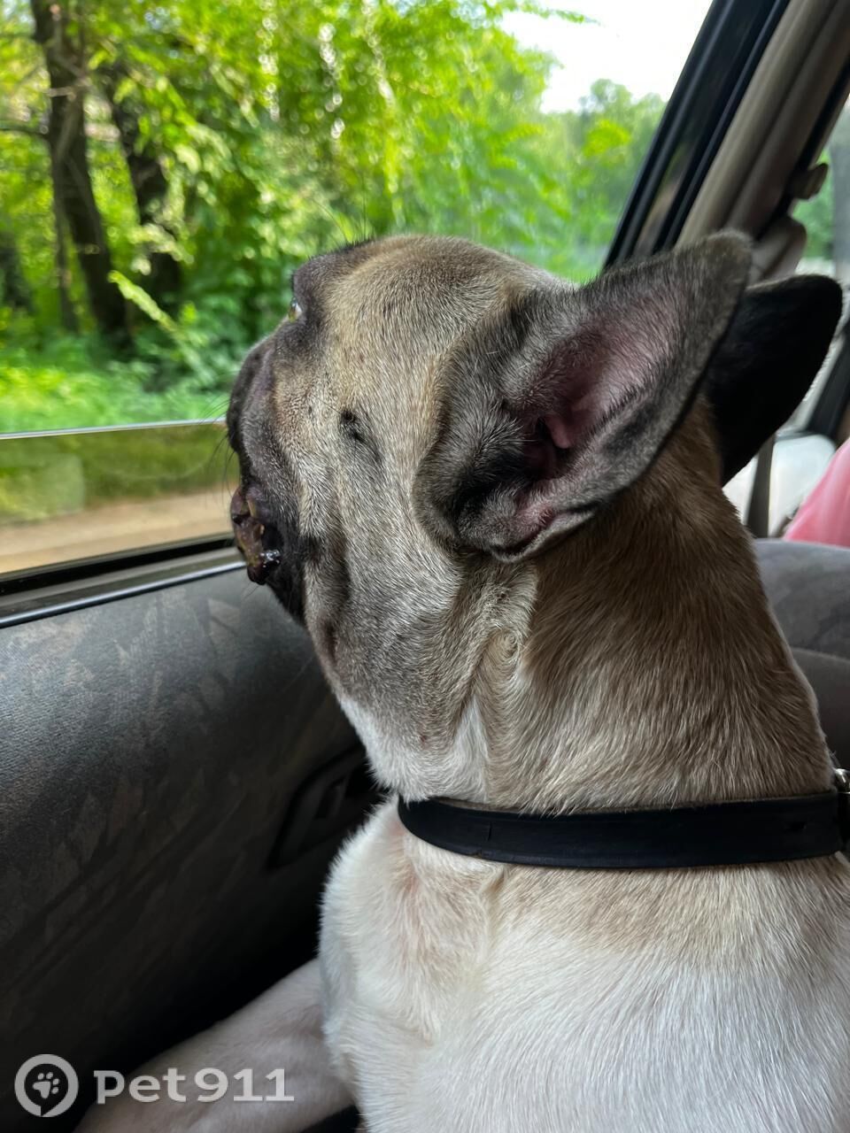 Пропала собака в Хабаровске — фото объявления