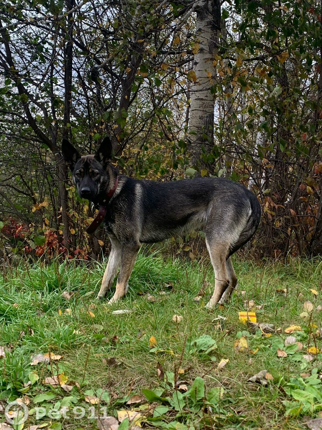 Пропала собака в Хабаровске — фото объявления
