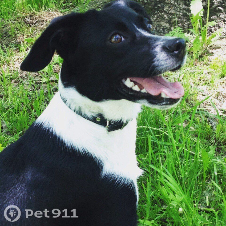 Пропала собака в Хабаровске — фото объявления