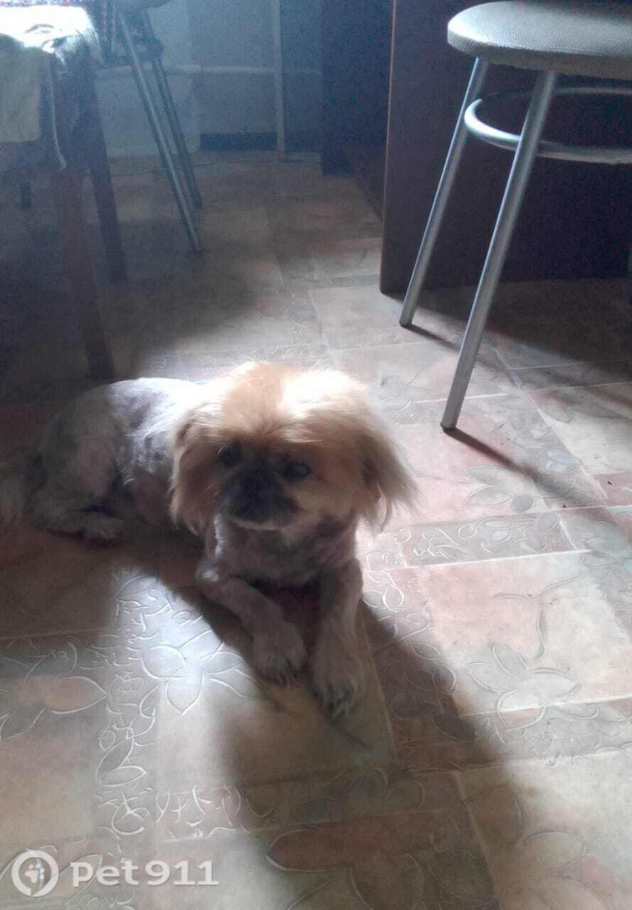 Пропала собака в Хабаровске — фото объявления