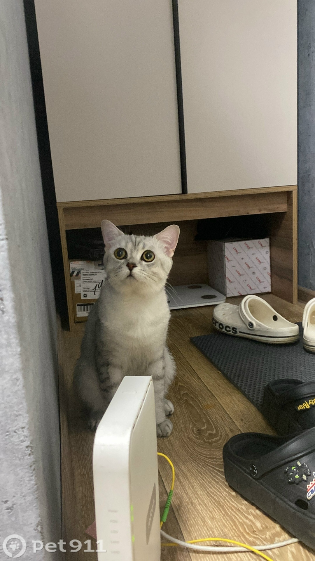 Найдена кошка в Хабаровске — фото объявления