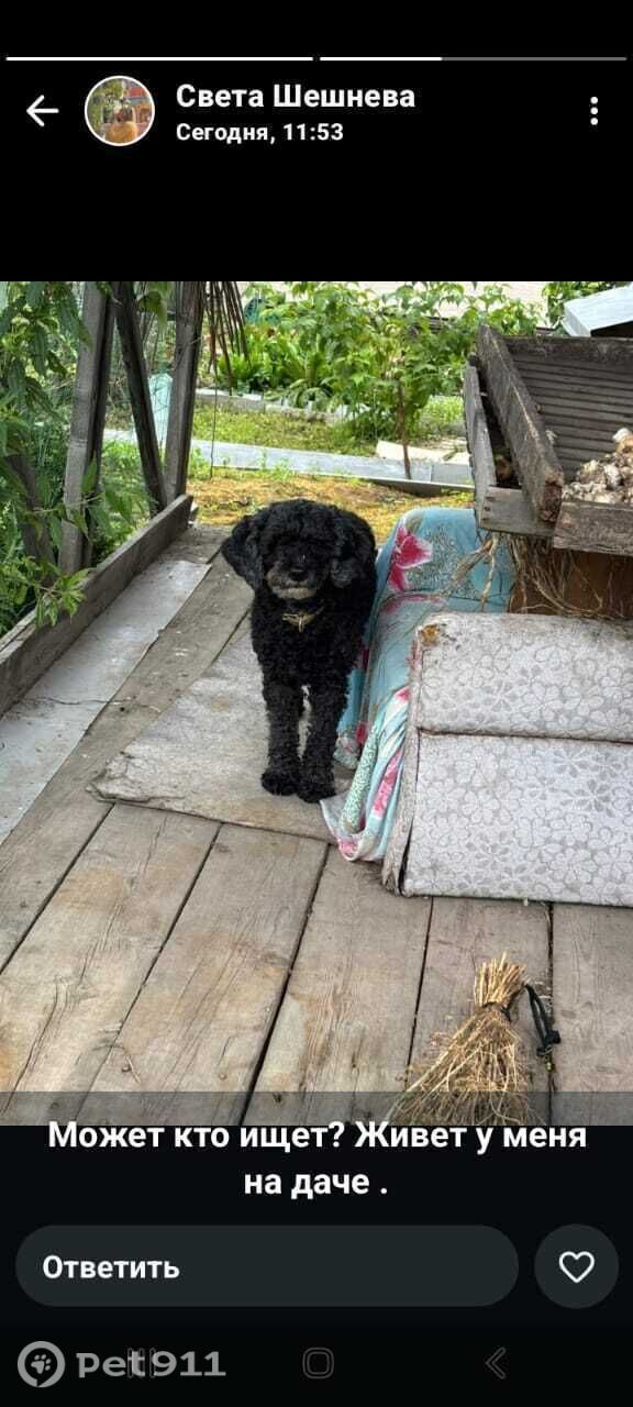 Найдена собака в Хабаровске — фото объявления