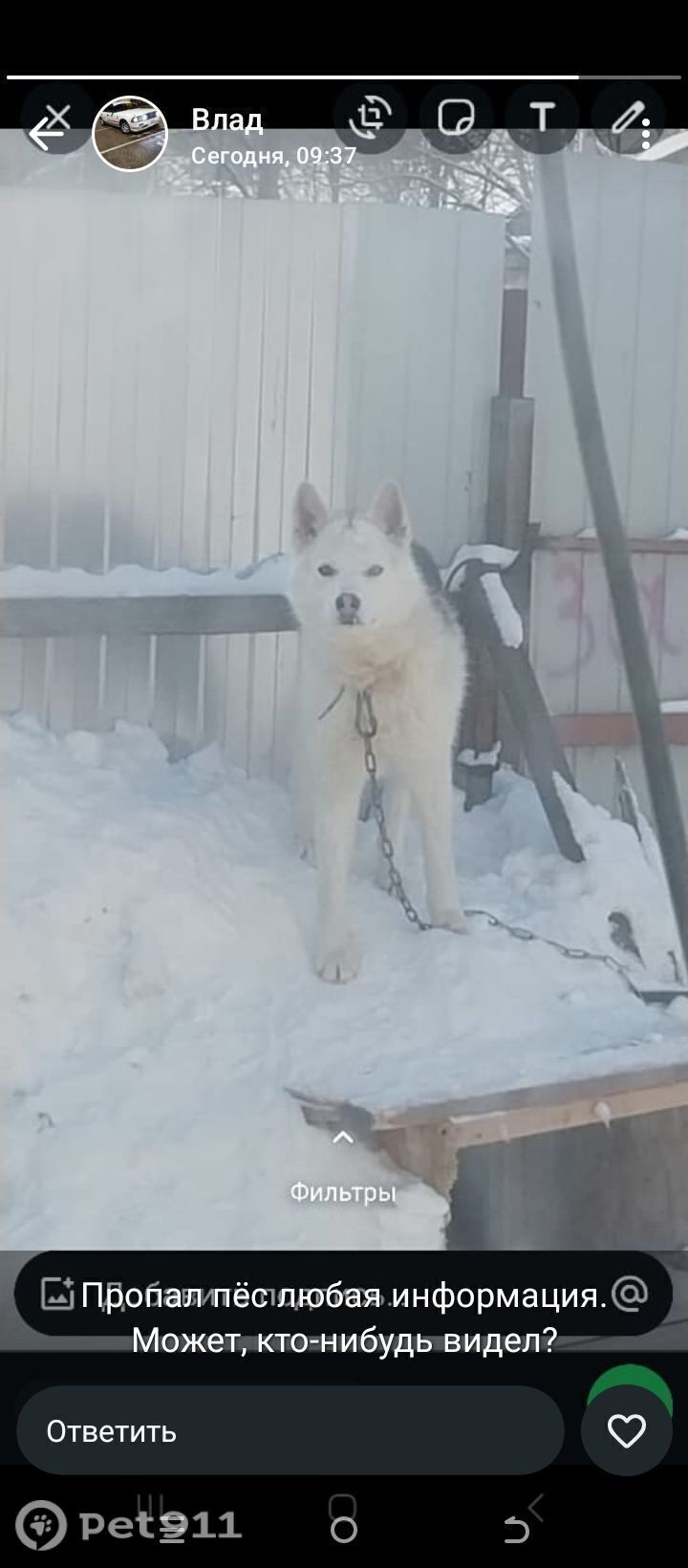 Пропала собака в Хабаровске — фото объявления
