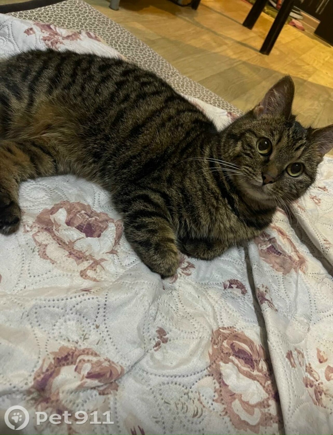 Пропала кошка в Хабаровске — фото объявления